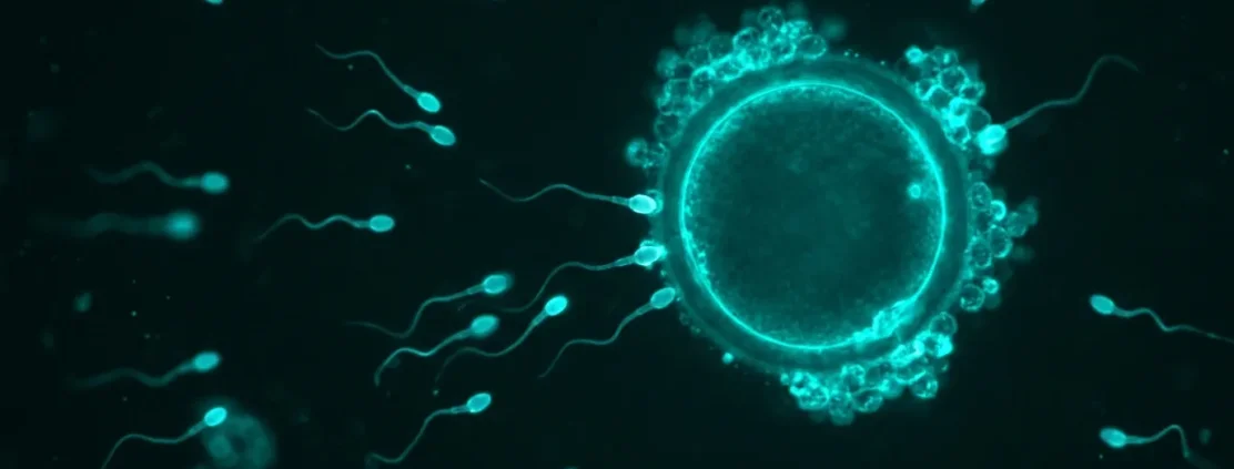 İnfertilite (Kısırlık)